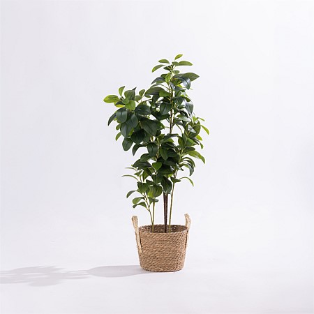 Design Plus Peperomia Plant 95cm