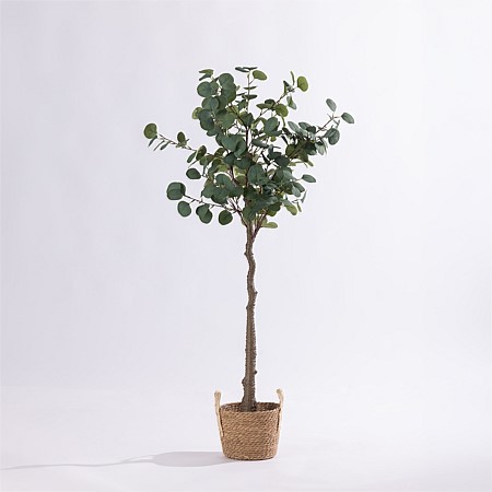 Design Plus Eucalyptus Plant 140cm