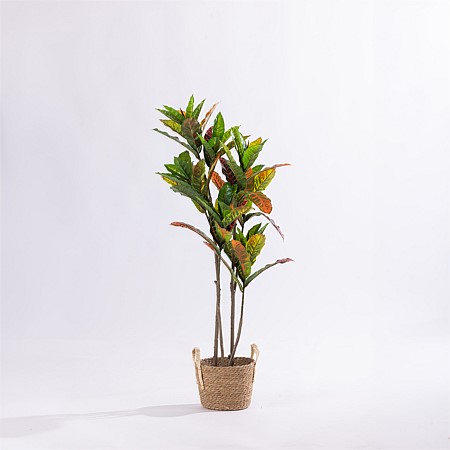 Design Plus Codiaeum Tree 115cm
