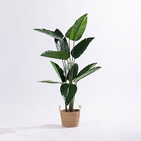 Design Plus Travellers Banana Tree 125cm