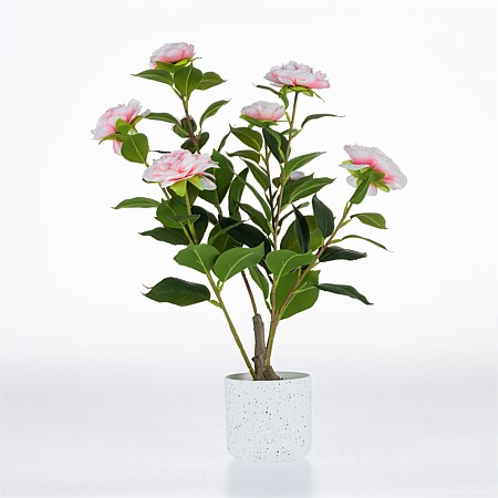 Design Plus Camellia Plant 50cm