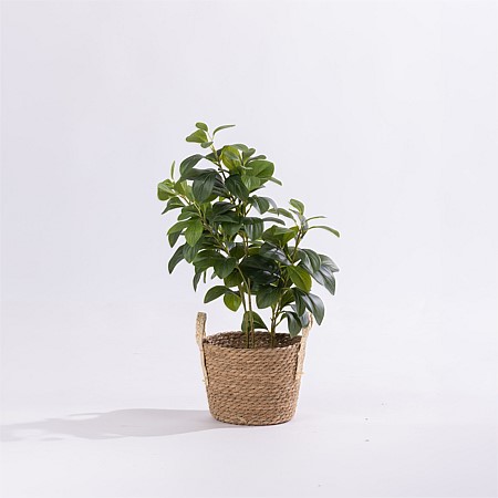 Design Plus Pepper Plant 70cm