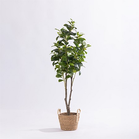 Design Plus Radiator Tree 120cm