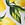 Lemons swatch